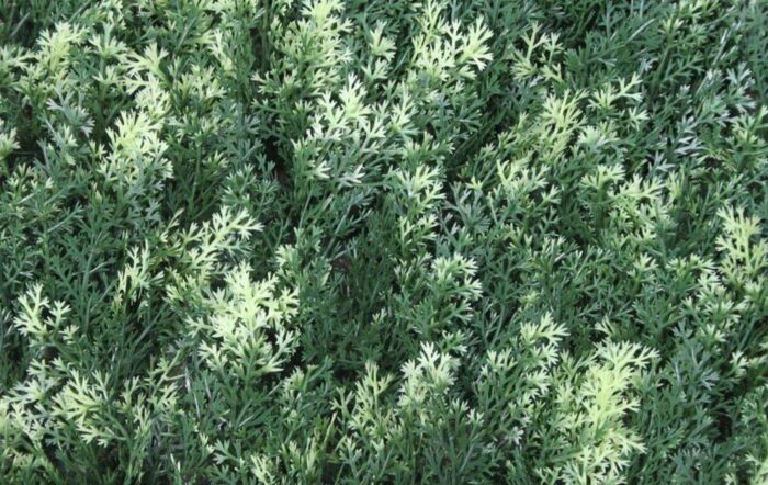 Wonder-Wal Artificial Wall Screening Conifer Summer Snow-1m x 1m-YOJ-560CS-1m x 1m