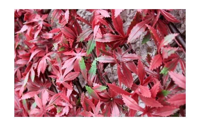 Red Acer Trellis