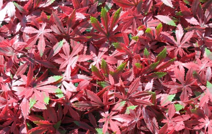 Wonder-Wal Artificial Wall Screening Red Acer-1m x 1m-YOJ-551RA2-1m x 1m