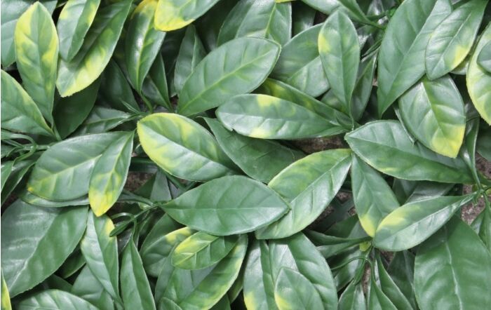 Laurel leaf