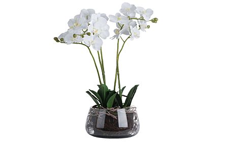 Hill Interiors White Orchid in Glass Pot-19957 1