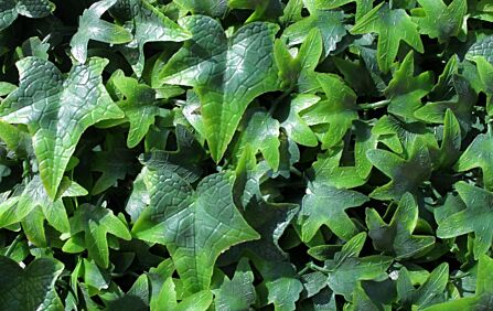 English Ivy Wall covering 1