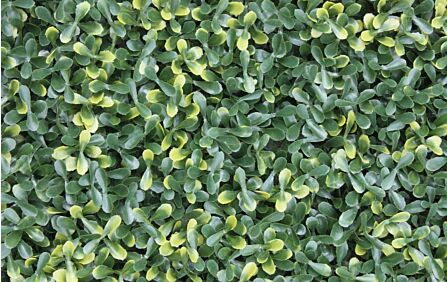 Wonder-Wal Artificial Wall Screening Variegated Buxus-1m x 1m-YOJ-561VB-1m x 1m 1