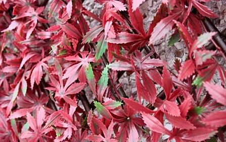 Red Acer Trellis 1