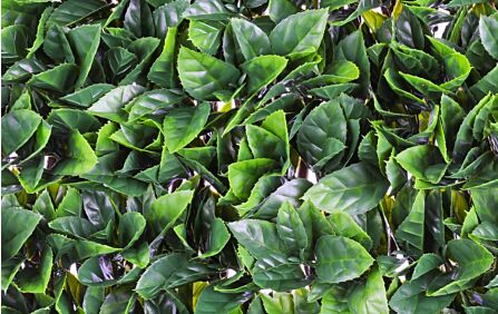 Orange Leaf Trellis 1