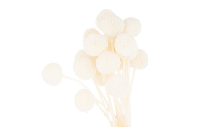 Hill Interiors Coastal Calm Flower Arrangement and Starfish Hurricane-22228 & 20484