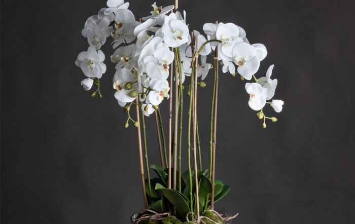 Hill Interiors Large White Orchid in Glass Pot-19959