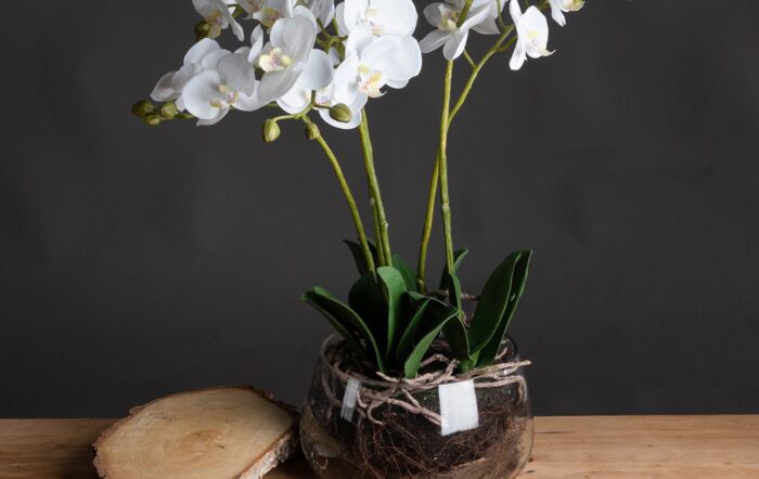 Hill Interiors White Orchid in Glass Pot-19957