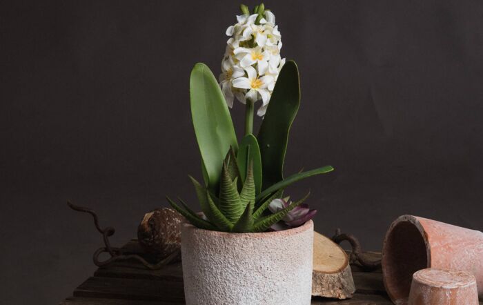 Hill Interiors Potted White Hyacinth-19038