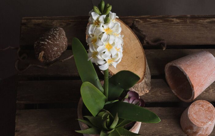Hill Interiors Potted White Hyacinth-19038