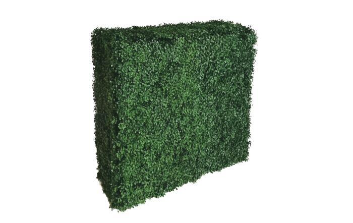Buxus Hedge Large 1
