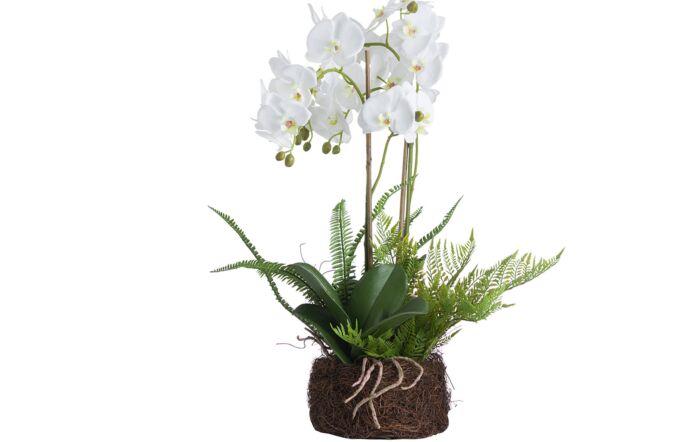 Hill Interiors Large White Orchid and Fern Garden in Rootball-19952