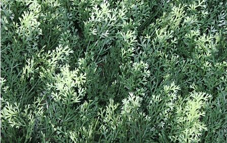 Conifer Summer Snow Wall Covering Conifer Summer Snow Wall Covering