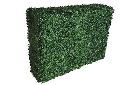 Buxus Hedge Large Buxus Hedge Large