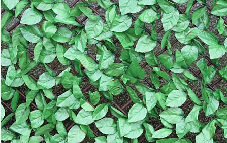 Beech Leaf Trellis Beech Leaf Trellis