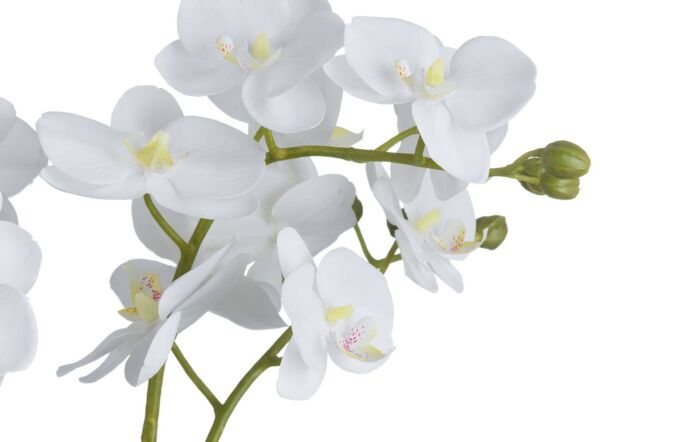 Hill Interiors White Orchid in Glass Pot Hill Interiors White Orchid in Glass Pot