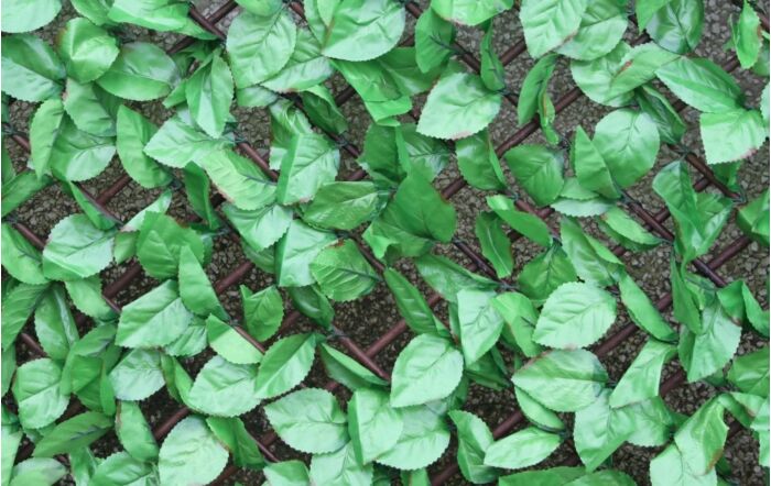 Beech Leaf Trellis Beech Leaf Trellis