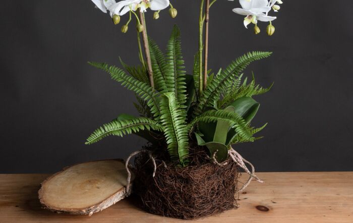 Hill Interiors Large White Orchid and Fern Garden in Rootball-19952