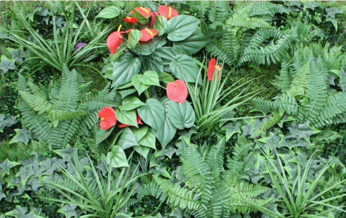 Shutter Grass With Anthurium