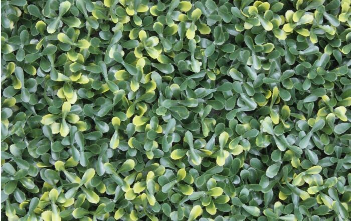 Variegated Buxus Wall Covering